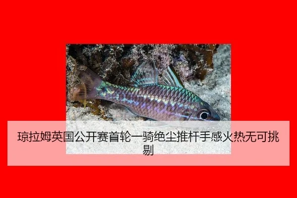 qiong-la-mu-ying-guo-gong-kai-sai-shou-lun-yi-qi-jue-chen-tui-gan-shou-gan-huo-re-wu-ke-tiao-ti-2-184.jpg